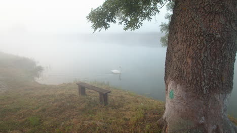 Cisne-Solitario-En-Un-Pequeño-Río-Nublado-Durante-El-Amanecer