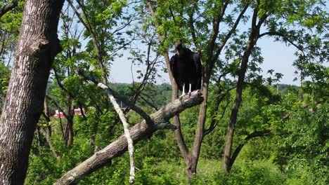 Predator-Bird-Hawk-Falcon-perched-out-in-the-wild