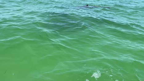 Junger-Delfin-Schwimmt-Mit-Mutter-Und-Schote