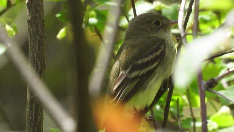 Acadian-Flycatcher-bird-perched-on-small-branch-in-dense-green-forest