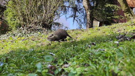 Nutria-or-coypu-walking-and-eating-green-grass-in-city-residential-area,-low-angle-ground-level-pov