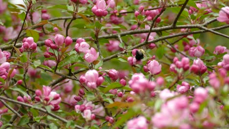 Eine-Hummel-Fliegt-Herum-Und-Landet-Auf-Rosa-Blüten