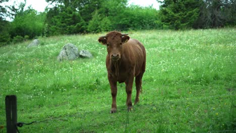 beautiful-brown-cow-Bull-standing-on-a-green-meadow-behind-a-fence-and-looking-towards-the-camera-which-is-getting-closer