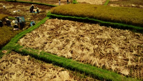 Aerial-orbit-around-workers-on-rice-harvest-and-fields-in-Bali