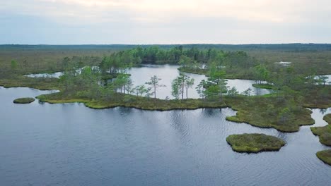 Beautiful-aerial-view-of-bog-landscape-with-lakes-on-a-sunny-summer-day,-Dunika-peat-bog-,-fly-over-the-pine-trees,-wide-angle-drone-shot-moving-forward