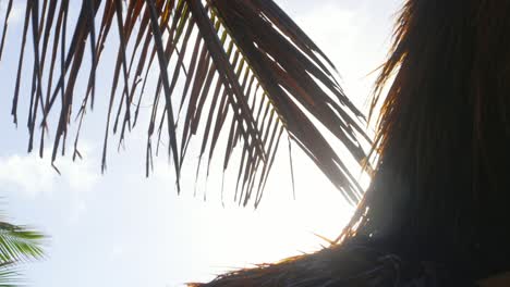 Close-Up-Shot-Of-Palm-Tree-Leaves-Blowing-In-The-Wind-With-The-Sun-Shining-Through