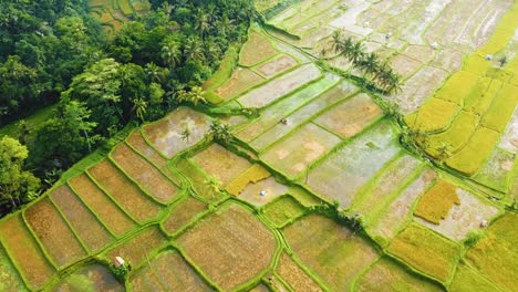 Increíbles-Filmaciones-Cinematográficas-De-Ubud,-Bali-Drone-Con-Exótica-Terraza-De-Arroz,-Pequeñas-Granjas-Y-Plantaciones-Agroforestales
