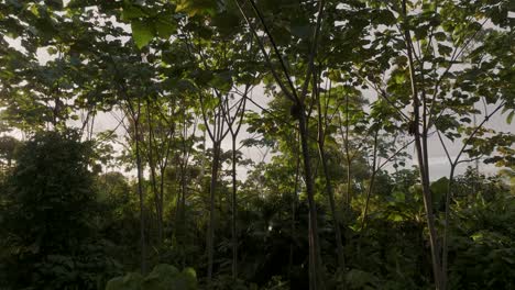 Amazonas-regenwald-Bei-Sonnenuntergang-In-Ecuador---Aufsteigend-Aus-Der-Luft