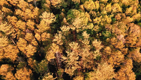 Von-Oben-Nach-Unten-Bäume-Sonnenuntergang-Luftaufnahmen-4k