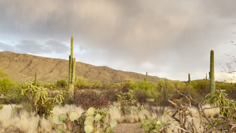 Blitzschlag-Auf-Berg-Hinter-Saguaros-In-Tucson,-Arizona