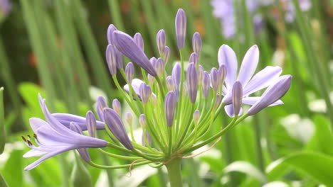 Small-lilac-leek-flower,-at-the-beginning-of-the-ball-flower-formation,-with-the-green-of-the-stems-of-other-flowers-in-the-background,-very-beautiful