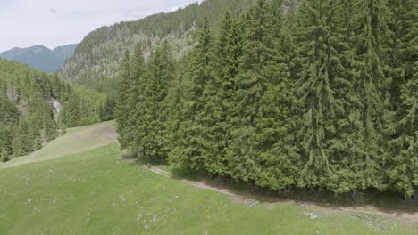 Luftaufnahme-Der-Grünen-Waldlandschaft-Und-Mountainbiker,-Die-An-Sonnigen-Tagen-Auf-Dem-Weg-Reiten
