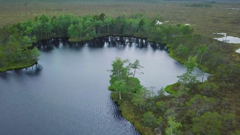 Beautiful-aerial-view-of-bog-landscape-with-lakes-on-a-sunny-summer-day,-Dunika-peat-bog-,-fly-over-the-pine-trees,-wide-angle-drone-shot-moving-backward