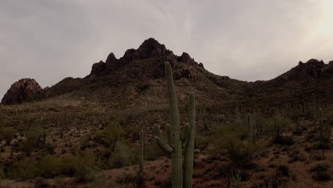 Drone-Asciende-Sobre-Cactus-Saguaro-Alto-En-Desierto-De-Arizona-Al-Atardecer