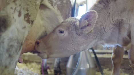 The-calf-drinking-its-mothers-nutritious-milk-for-breakfast,-Dalarna,-Sweden