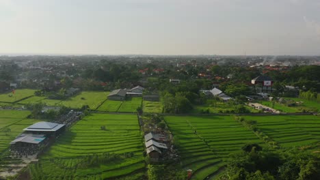 Dolly-Aéreo-Alejarse-De-Un-Campo-De-Terraza-De-Arroz-Al-Atardecer-Cerca-De-La-Aldea-Local-En-Bali,-Indonesia