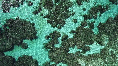 Top-down-view-of-coral-reef-under-crystal-clear-tropical-water,-New-Caledonia