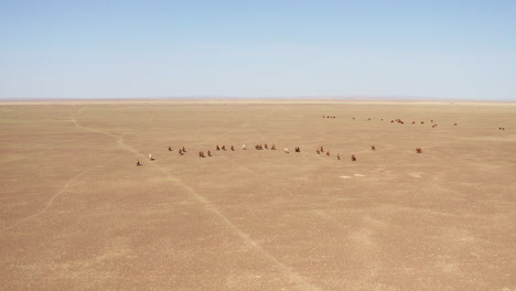 Dolly-Aéreo-De-Manada-De-Camellos-Bactrianos-Caminando-En-El-Desierto-De-Gobi-Durante-El-Día