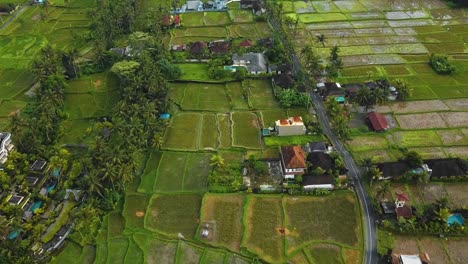 Asombrosas-Imágenes-Cinematográficas-De-Ubud,-Bali-Drone-Con-Exótica-Terraza-De-Arroz,-Pequeñas-Granjas,-Casas-De-Pueblo-Y-Plantaciones-Agroforestales
