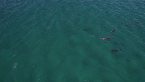 Vista-Aérea-De-Delfines-Nariz-De-Botella-Nadando-En-El-Mar-Azul-Para-Cazar-Comida-En-Verano