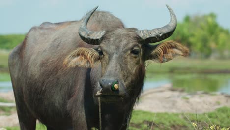 4K-Cinematic-wildlife-footage-of-a-buffalo-in-a-field-in-slow-motion-on-the-island-of-Ko-Klang-in-Krabi,-South-Thailand-on-a-sunny-day-eating-grass