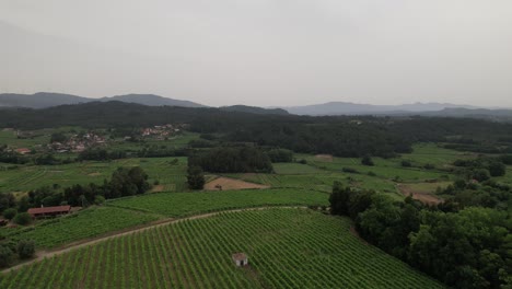 Aerial-View-Vineyards-at-Countryside-Landscape
