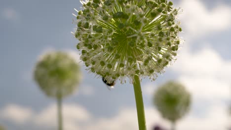 Close-up-shot-with-a-blurred-background-of-a-sky-of-white-Alliums-flowers-and-a-bee-collecting-nectar