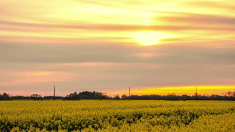 Beautiful-Sunset-Sky-Over-Blooming-Canola-Rapeseed-Fields