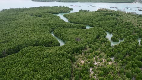 tropical-green-curved-mangrove-river-forest-on-island-in-Thailand,-aerial