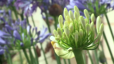 Weiße-Knoblauchzwiebelblüte-Im-Mittleren-Wachstum-Mit-Geschlossener-Blüte,-Im-Hintergrund-Weitere-Lila-Lauchblüten