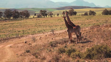 Giraffe-couple-are-standing-in-the-natural-landscape-with-mountains-in-the-background