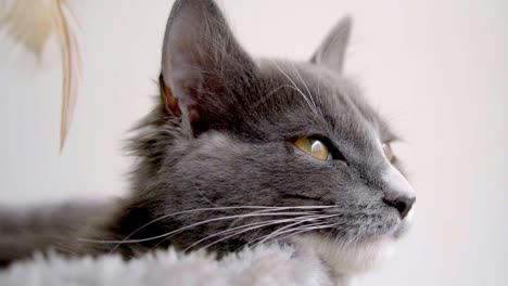 Close-up-profile-view-of-a-gray-cat-with-yellow-eyes,-sniffing-while-trying-to-sleep