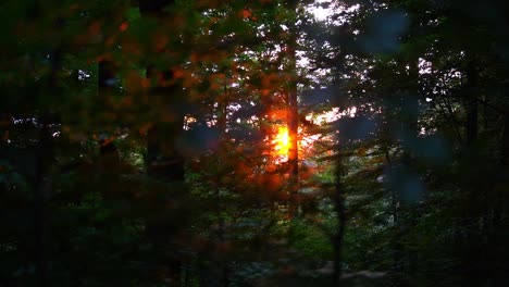 Sonnenuntergang-In-Einem-Wunderschönen-Wald-Mit-Der-Sonne-Im-Hintergrund-Und-Einigen-Verschwommenen-Blättern-Im-Vordergrund-In-Deutschland