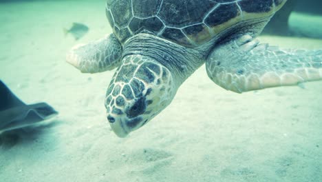 Close-up-of-sea-turtle,-swimming-underwater-video-with-other-sea-creatures