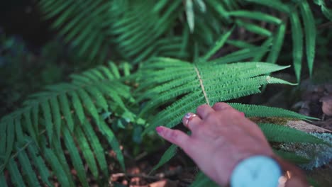 Female-photographer-hand-is-touching-plant-leaf