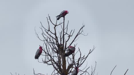 Lots-of-Galah-Birds-Grooming-Themselves-Sitting-on-Tree-Branch