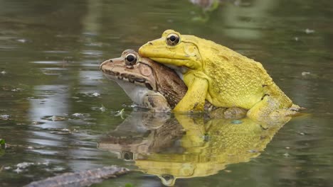 Frogs---matting---water--yellow-