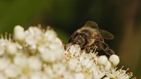 Makroaufnahme-Einer-Gemeinsamen-Honigbiene,-Die-Damit-Beschäftigt-Ist,-Pollen-Von-Der-Duftenden-Viburnum-Pragense-Blume-Zu-Sammeln