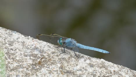 Blue-Dragonfly-Perched-on-a-concrete-wall-and-turn-head-around---close-up