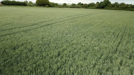 low-angle-aerial-push-in-over-green-wheat-crop-fields-on-rural-agricultural-land-in-England