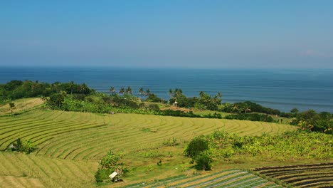 beautiful-pattern-of-rice-field-farm-land-on-tropical-hill-over-ocean-on-bali-island,-aerial