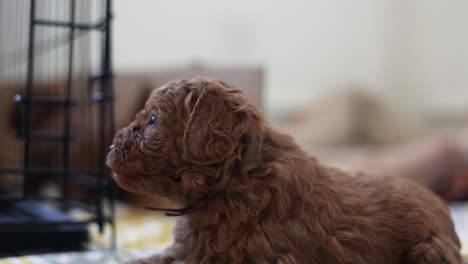 Close-up-Potrait-of-Precious-Newborn-Baby-Goldendoodle-Puppy-Dog