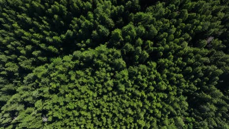 Rotating-top-down-shot-of-a-dense-evergreen-forest-in-Washington