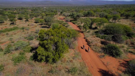 Drone-tracking-two-zebras-walking-peacefully-through-dirty-sandy-orange-road-in-African-wilderness