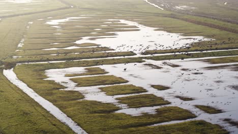 Ein-Großer-Vogelschwarm-Fliegt-über-Das-überschwemmte-Ackerland-Eines-Flussdeltas-In-Den-Niederlanden