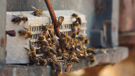 Eine-Familie-Von-Bienen-Mit-Nahaufnahmen,-Die-Zusammenarbeiten,-Um-Honig-In-Vietnam-Herzustellen
