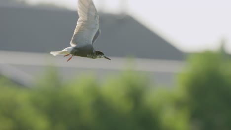 Static-close-up-shot-of-a-Black-Tern-hovering-in-mid-are-looking-for-fish-flapping-its-wings-but-holding-its-head-still-before-flying-down