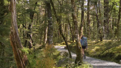 Slider,-female-hiker-walks-through-sunlit-Beech-forest,-Routeburn-Track-New-Zealand