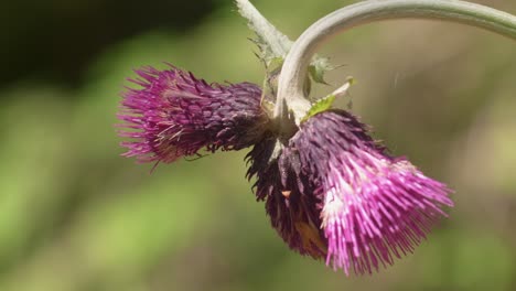 Close-Up-Of-A-Beautiful-Purple-Thistle-Slightly-Swaying-In-The-Wind