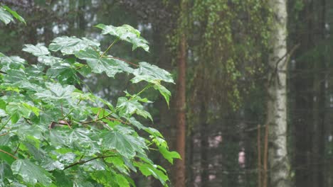 Bushy-Young-Maple-Gets-Wet-In-The-Rain